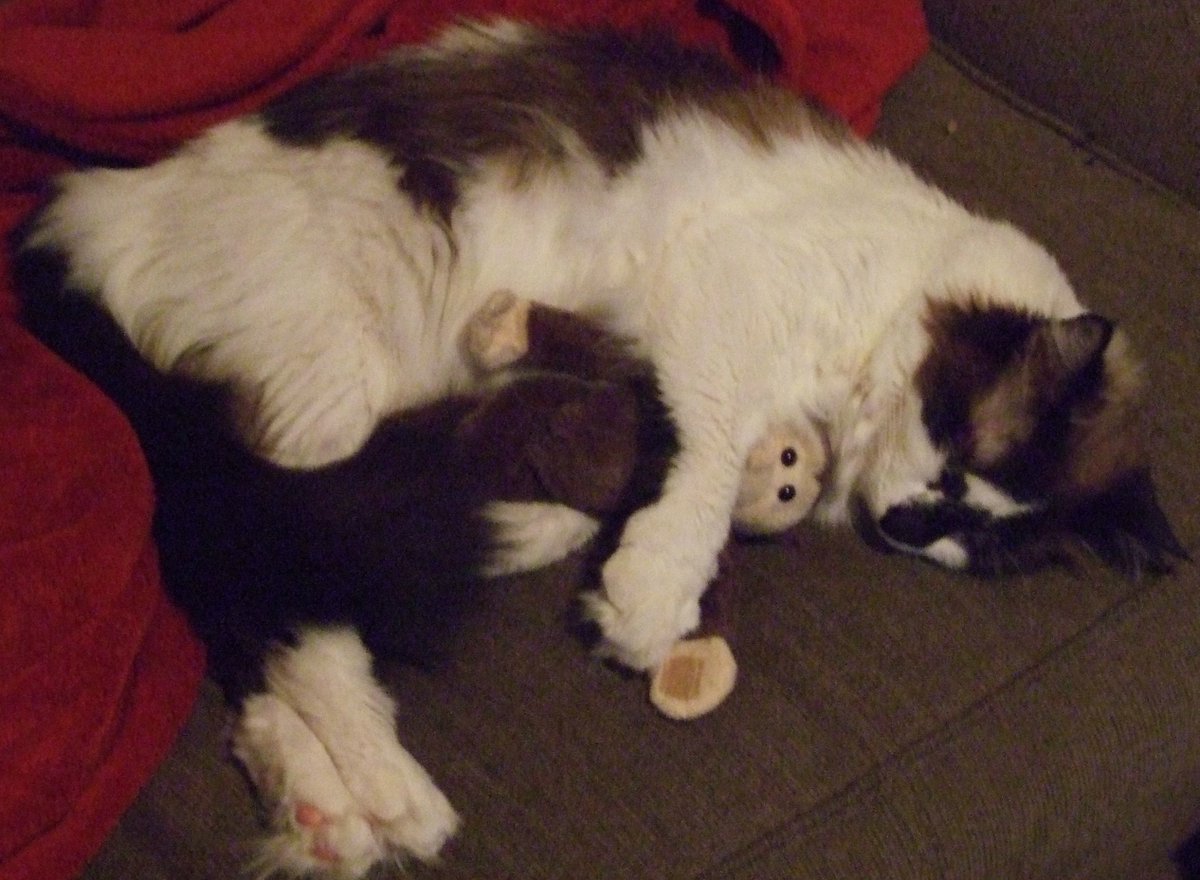 wndrlndgrlA's tweet photo. @Toujou @Tracy5842 @RandyRainbow I have a 15YO ragdoll who just started sleeping on the stove. Makes me cringe! https://t.co/hzbUGFHLry