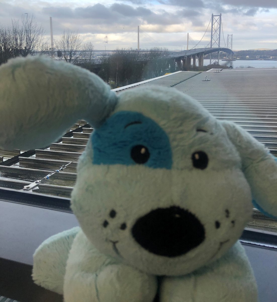 🧸 LOST TEDDY found on the Queensferry Crossing by our staff on Saturday. Been washed, dried and fed.

Can we reunite him with his owner?