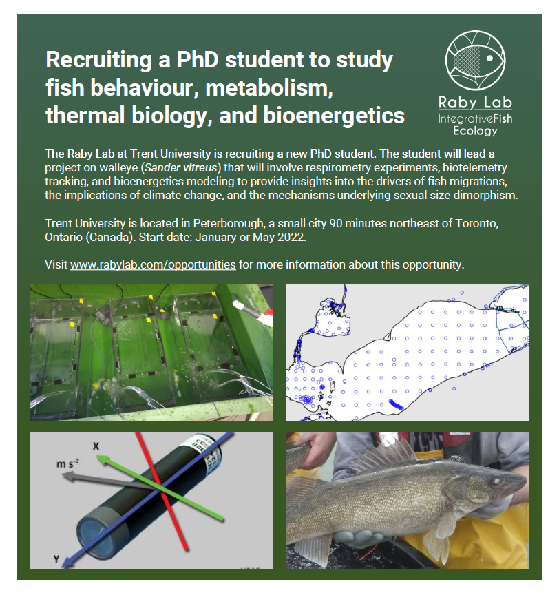 📢 PhD position alert 📢 

I'm looking for a PhD student to join my lab at Trent University (Peterborough, Canada). Very cool project on Great Lakes walleye involving a big network of collaborators.

More details on the project and the position: rabylab.com/opportunities