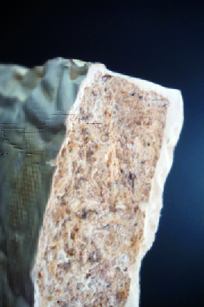 philayres_'s tweet photo. Interested in:
1) #Fungal #biofabrication
2) Conductive #functionalisation of fungal
#mycelium
3)Fungal #computing
....and how all this gets integrated into:
4) #Architectural #design?
Then read our latest #OpenAccess research article here:
https://t.co/pOS9wdSVbA https://t.co/oTV1I0I8SA