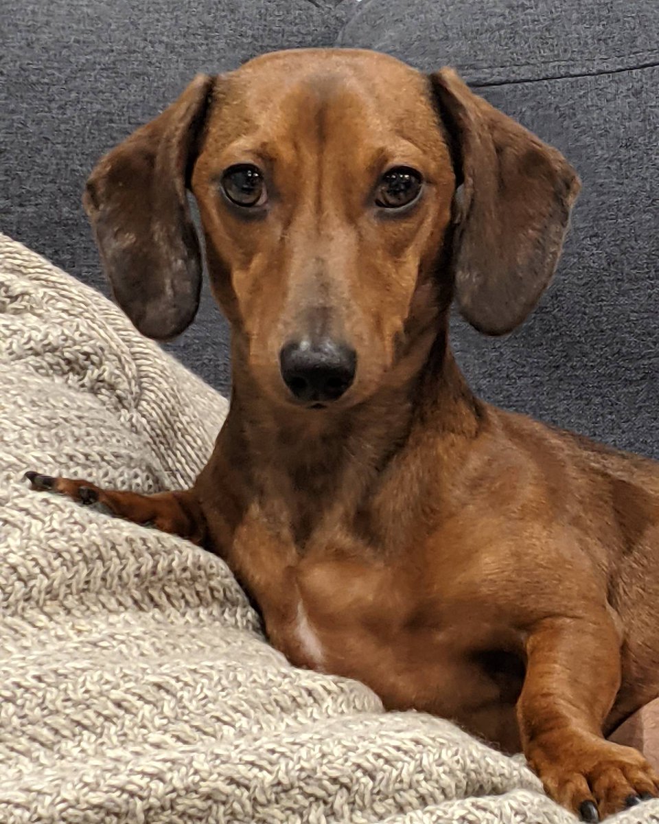 MontyTheSausage's tweet photo. When mum tries endlessly to get a good photo of you and you finally oblige and look bloomin' gorgeous π€©βΊοΈ #MontyProblems #elephantears #handsomeman #gorgeousboy #showoff #chilledout #daddysboy #lounging #DogsofInstagram #DogsofTwitter #dachshundsofinstagram #dachshundsoftwitter https://t.co/yXtYDWfX7V