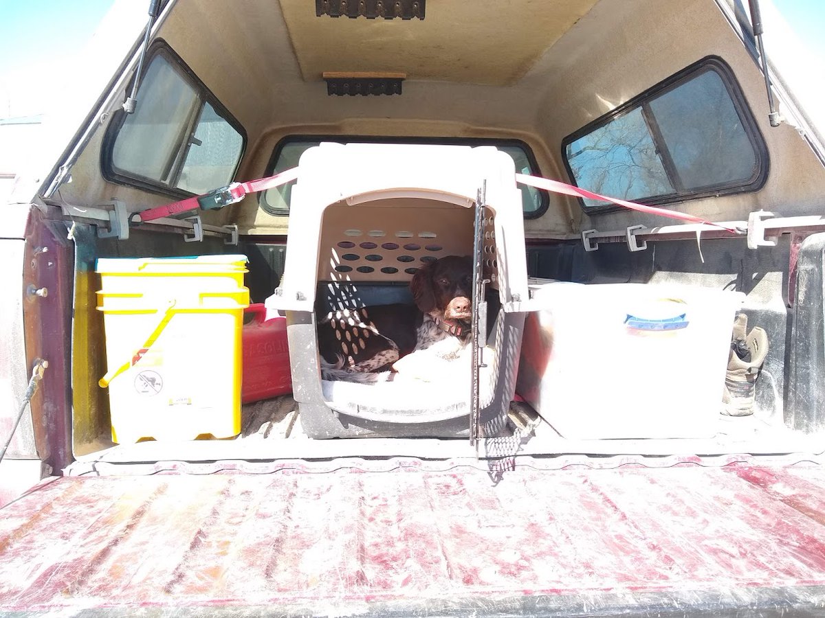 26Hines's tweet photo. @pheasants4ever Final tailgate shot of the season: 0 birds, 1 tired pup

9 hens flushed on our short hunt = promising next year! Pup kept kenneling in the back of the truck all evening like she knew it was over and didn't want it to be. (sw KS) https://t.co/xJYbXAGIhe