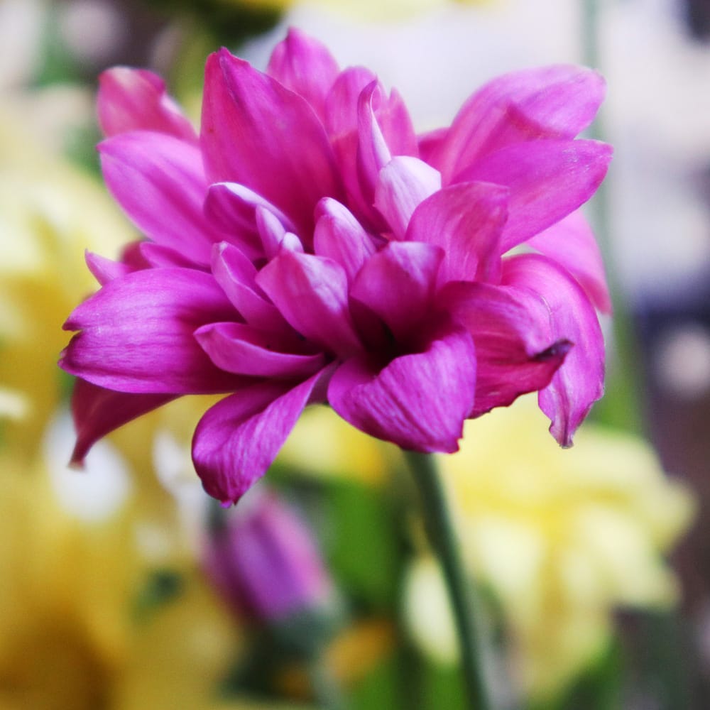 Yankumi19's tweet photo. .Lavander Mums fLower.
🌸🌸🌸
#lavandermumsflowerbud #lavandermums #flowerbud #floralbud #lavander #flower #floral #flowerpost #floralpost #flowersofinstagram #floralsofinstagram #flowerphoto #floralphoto #flowerphotoshoot #floralphotoshoot #flowerpic #floralpic https://t.co/e78Ws0JW8q