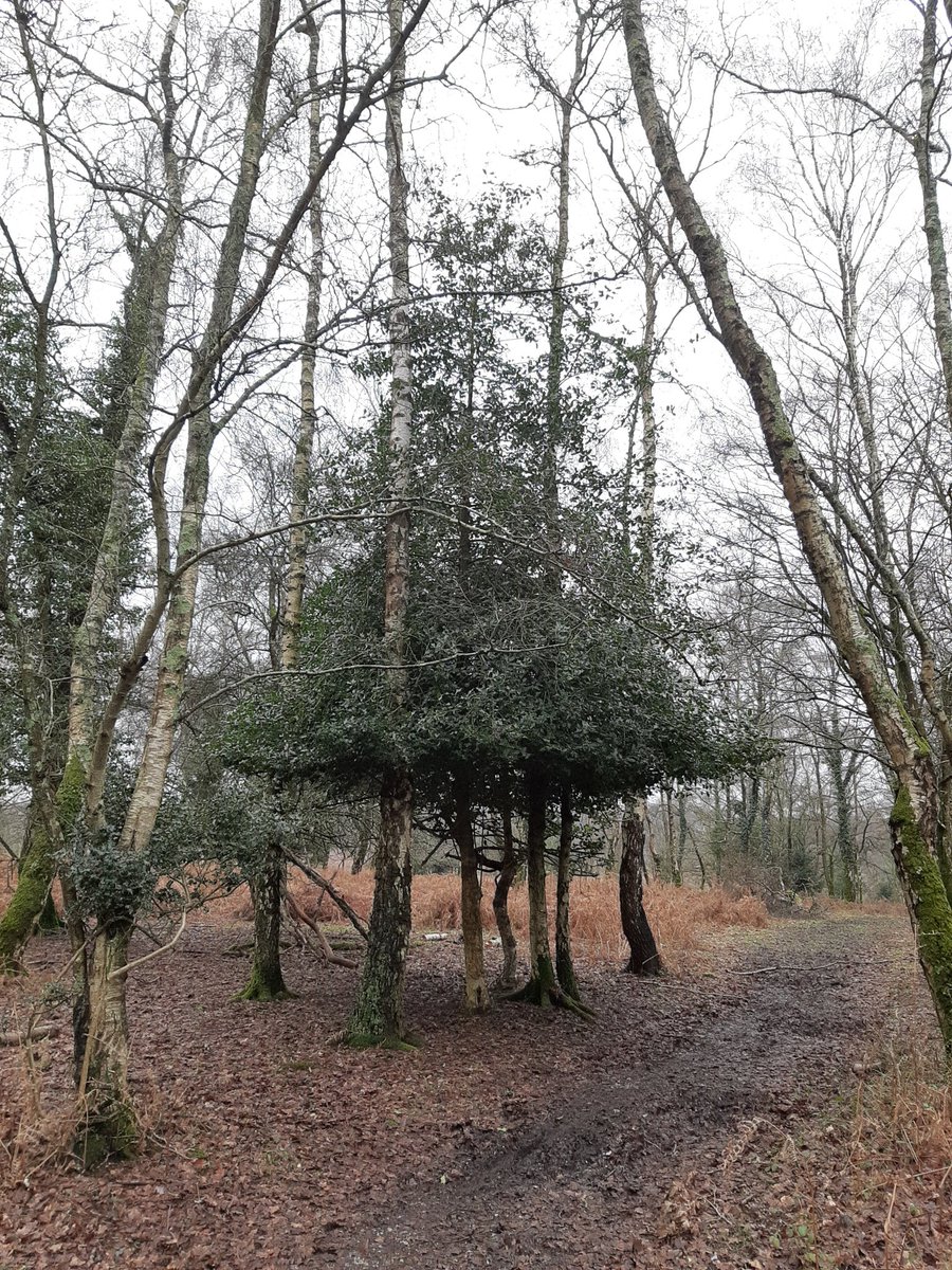 Great example of a holly tree that has been shaped by #NewForest livestock. Holly is a vital part of their diet and the clear browse-line shows how far they can reach to nibble the leaves!