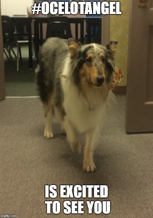 VPSOcelot's tweet image. We are so excited to have our #VPSamazing elementary students on campus today!  #OcelotAngel is ready and waiting.