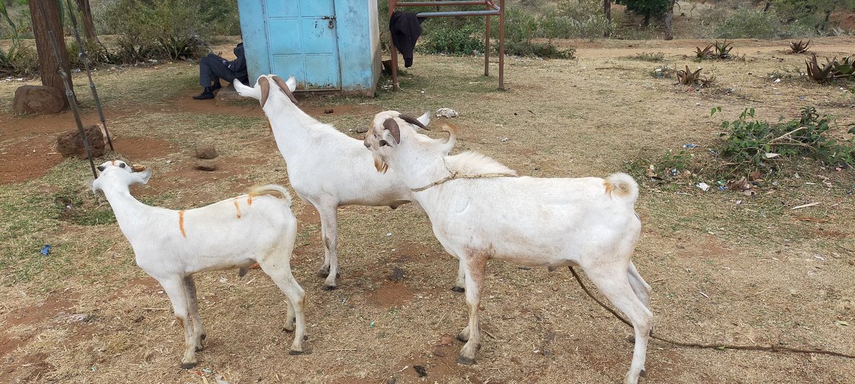 wppgba's tweet photo. West pokot galla goat breeders association doing construction of modern goat houses... https://t.co/wHCqxNBnR2