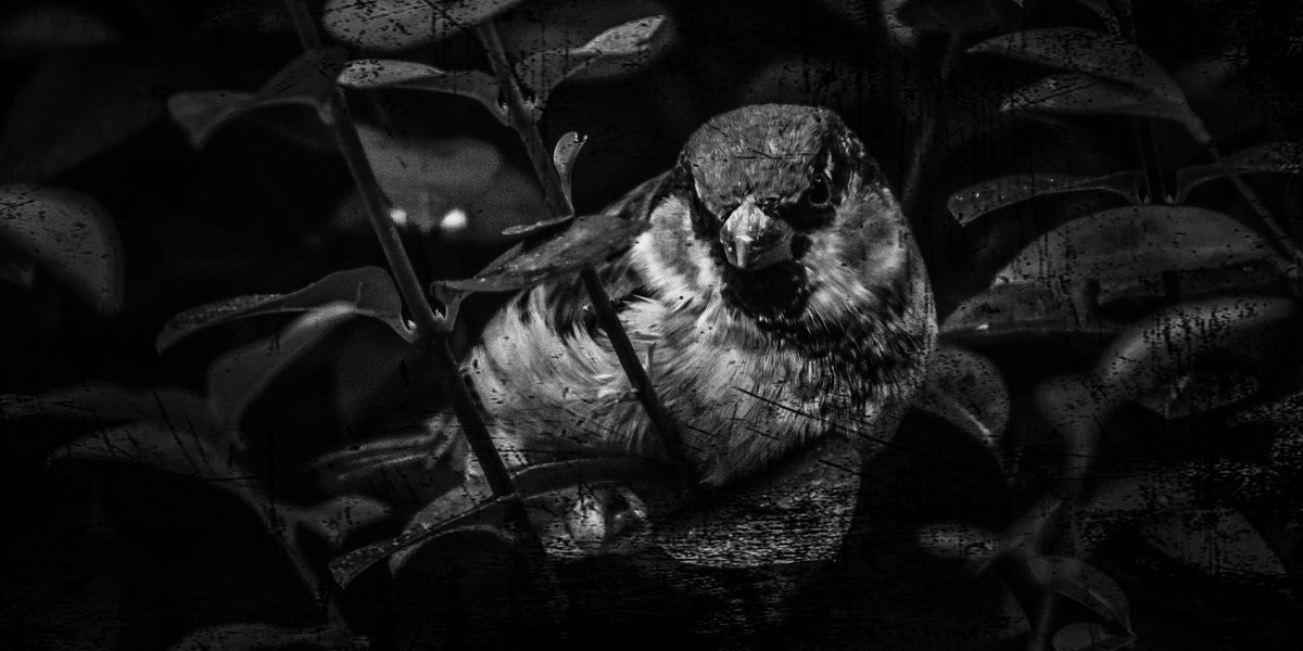 RanyhynRunFree's tweet photo. #Urban #Bird #blackandwhitephotography #photoart https://t.co/uRw4QRPkNt