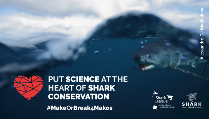 #MakoMonday NEWS! New landings ban by Spain could take a BIG bite out of overfishing! #SharkLeague welcomes action by 🇪🇸 govt, which applies to 2021 catches from domestic & high-seas waters. We urge all EU Member States & #ICCAT to #followthescience. Visit bit.ly/3cua94R