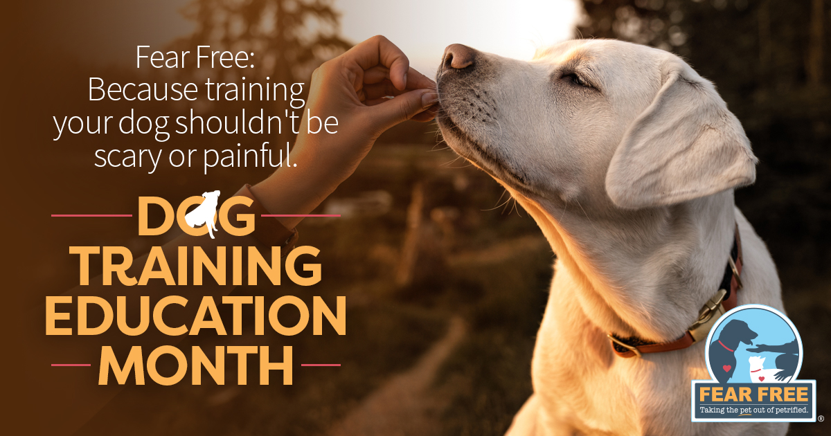 Bravo hotsell dog training