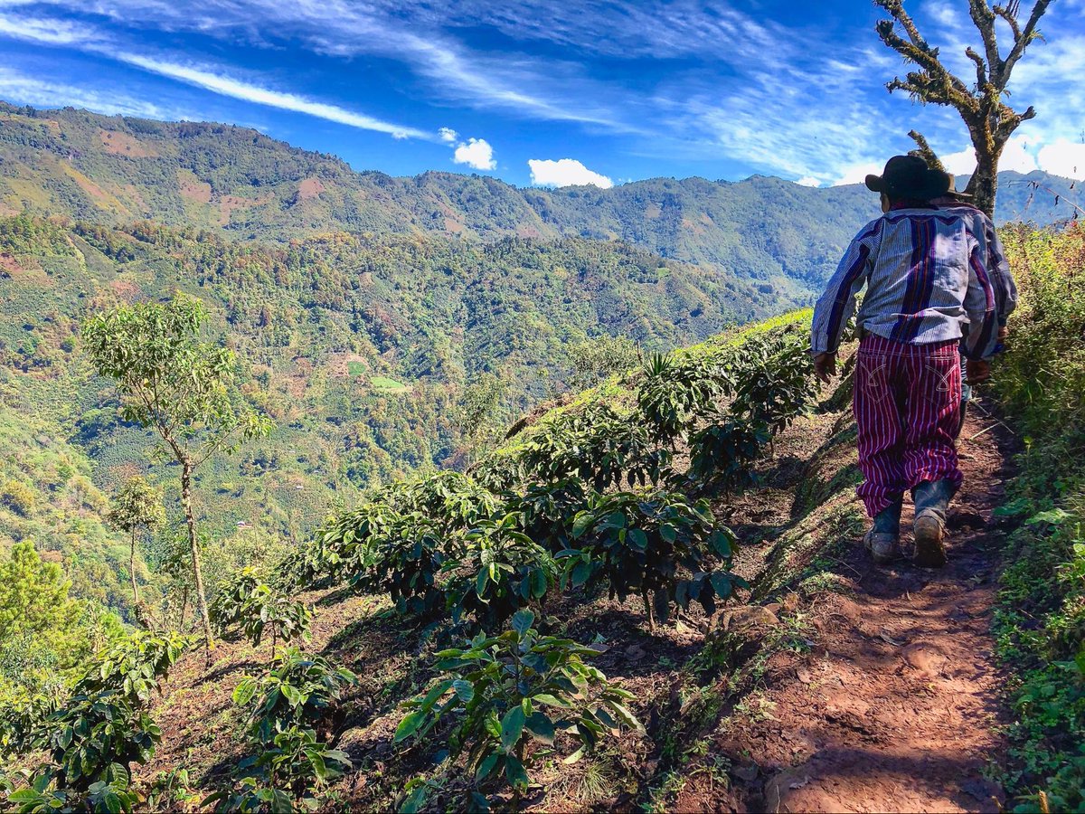 The correct amount of potassium in the soil can significantly improve coffee yield. This macronutrient affects most of the biochemical and physiological processes that influence plant and cherry growth.