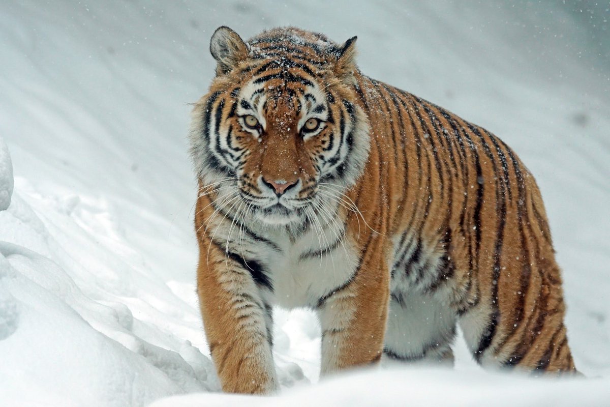 PaisleyTigerCo's tweet photo. Did you know that biologists use tigers' unique stripe patterns to tell each individual apart? That way they can count the number of tigers in a population!
#SaveTheTigers #PaisleyTiger 
https://t.co/b743gFDsW2 https://t.co/GQygg3tLqf