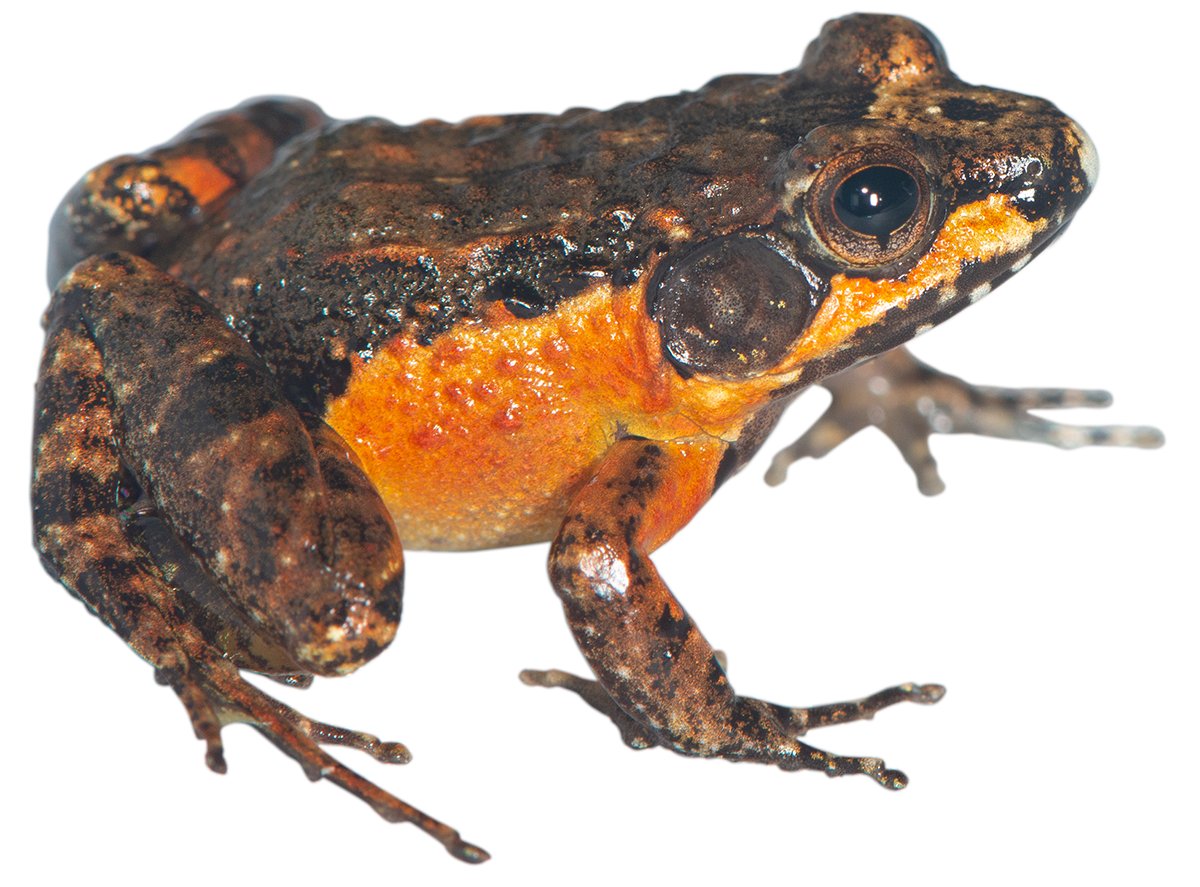 Happy February! We continue our  #FrogOfTheDay adventure through the  #MadagascarFrogs with #32 Mantidactylus (Brygoomantis) betsileanus (Boulenger, 1882)! A widespread species that is highly variable in colouration.