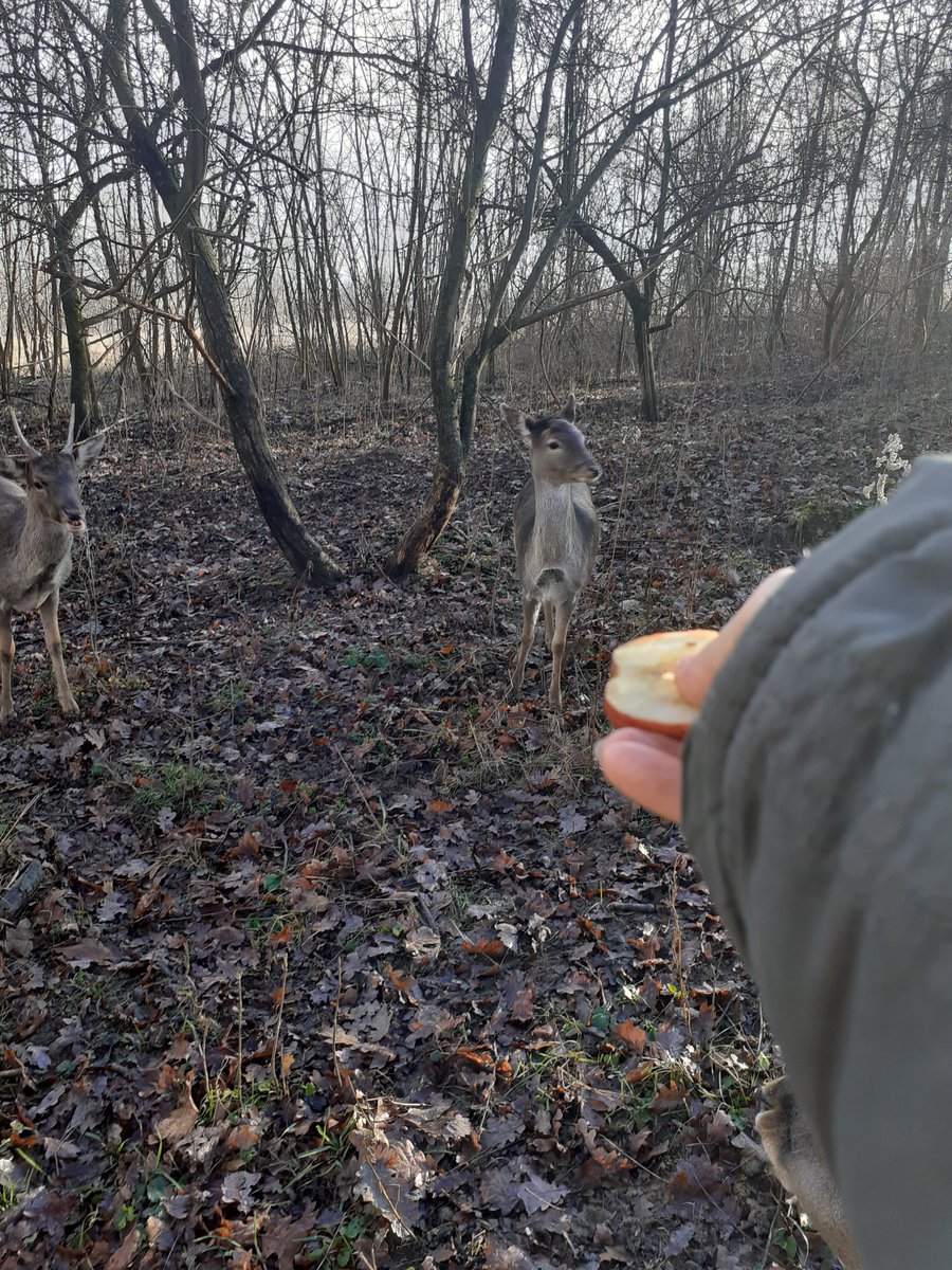 aphrodithe's tweet photo. #Damhirsche🦌🦌🦌 sind total bezaubernde, gelassene, super graziöse Tiere, ihre großen Augen mit ihren ruhigen oder eben leicht neugierigen Blickkontakt. .. einmalig schöön .. <3 ❤
#Deer #Wildlife #AnimalProtection #AnimalLovers https://t.co/AouB4f5C6T