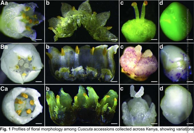 PlantPhys's tweet photo. Physiological and ecological warnings that dodders pose an exigent threat to farmlands in Eastern Africa #Dodders #PlantSci @i_amDNA https://t.co/CwJHP49iyt https://t.co/PziwXfErye