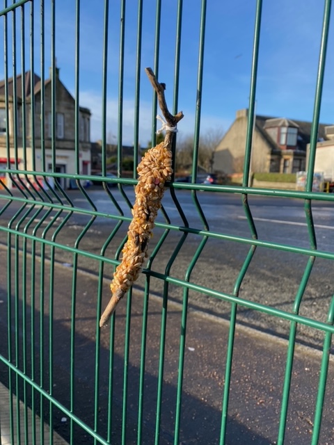 Caledonia Primary tweet media