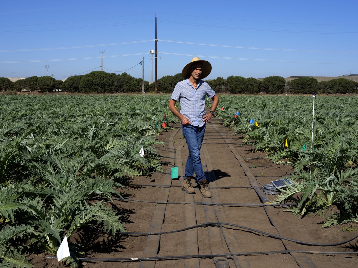 Foresight is key. The government has sheltered growers of corn, wheat, soybeans, and other commodities from the financial impact of pests and bad weather by offering subsidies to offset the cost of crop insurance; fruits and vegetables do not enjoy the same protection.