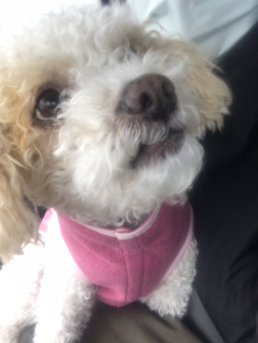 SenturkAyca's tweet photo. #pawguards https://t.co/rWSyAvupwR