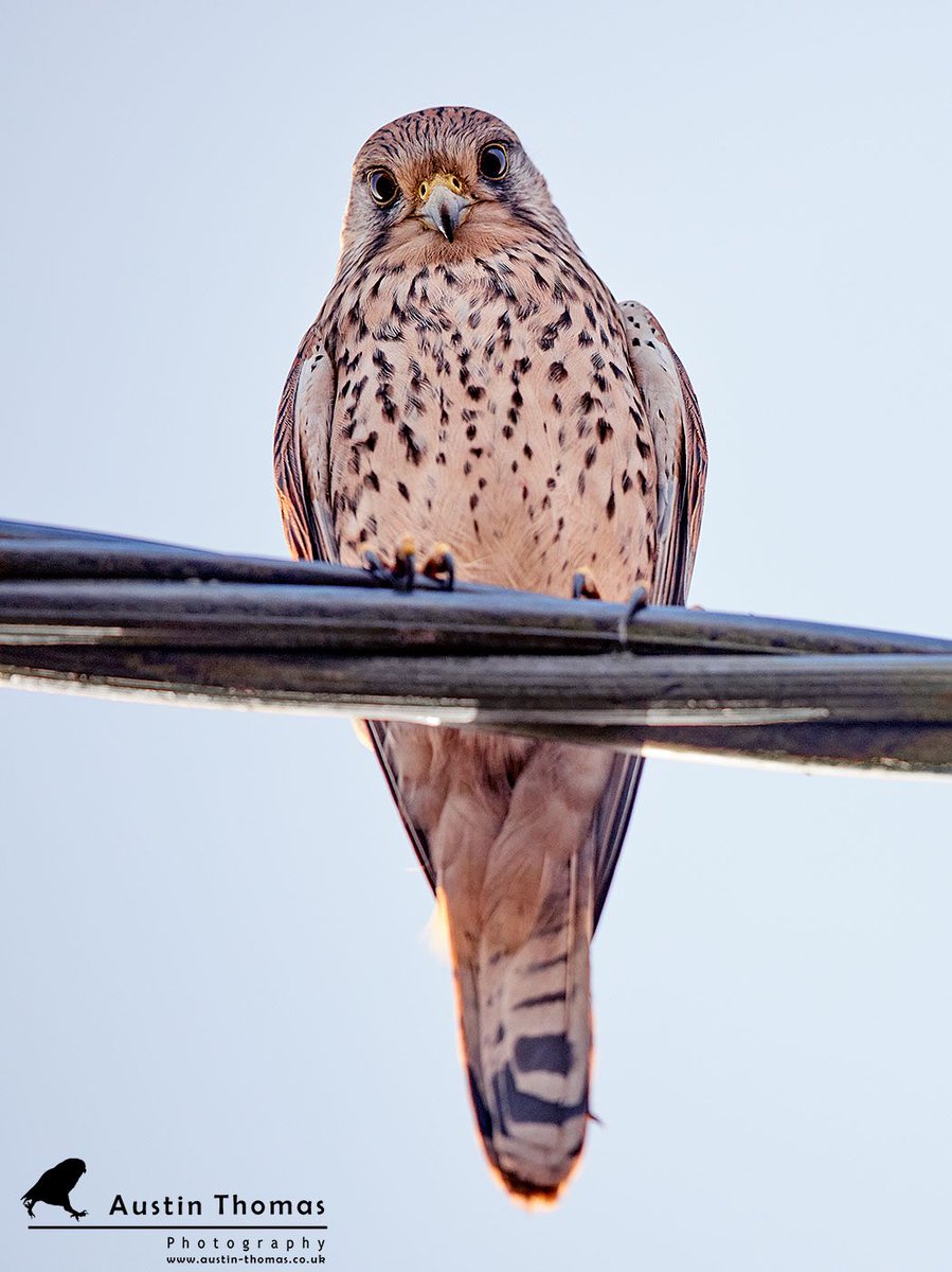 AustinTphoto photo