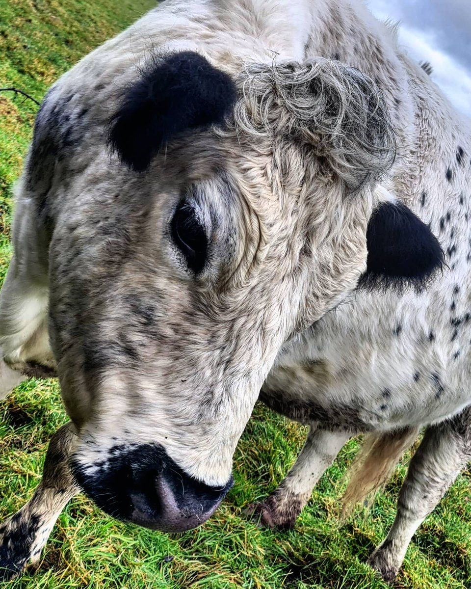 Ready for their closeups ❤🐄 some more of my faveroute boys while at their current home 😀 how can you not love those faces! #handsomebeasts #whitecattle @CWFarmnews