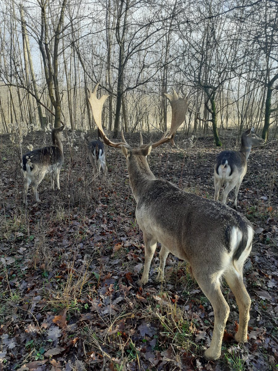 aphrodithe's tweet photo. Gatterjagd ,was , ihr massiv kranke Jäger _Psychos?? Diese wunderschöne #Wildtieren #Damhirsche 🦌 brauchen ihr Leben wie jeder Mensch sein Leben!
Ich fotografiere sie mit VIEL Liebe 💚,ihr feigen, senilen Arschgeigen! #Deer #AnimalProtection #Animallovers https://t.co/oHCN0b2SBP