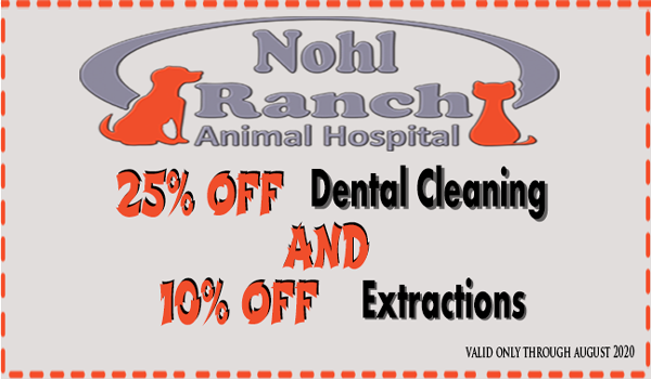 nohlranchanimal's tweet photo. Dental Coupon For February Month!
25% OFF Dental Cleaning &amp; 10% OFF Extractions
we celebrate every month as a Pet Dental Health Month! For your convenience, we offer 25% OFF on Dental Cleanings during this month!

Redeem the Coupon Now!
https://t.co/0QtuHA4jOS https://t.co/4B0KyFcDTL