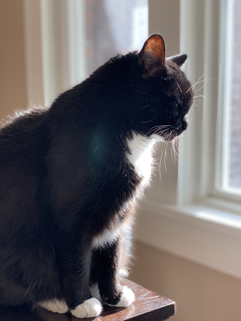 grindpattern's tweet image. "My dad told me not to poo on the floor. What else should I do with my life? Oh, I know! I'll just throw up right here on the dining table. @catsofinstagram