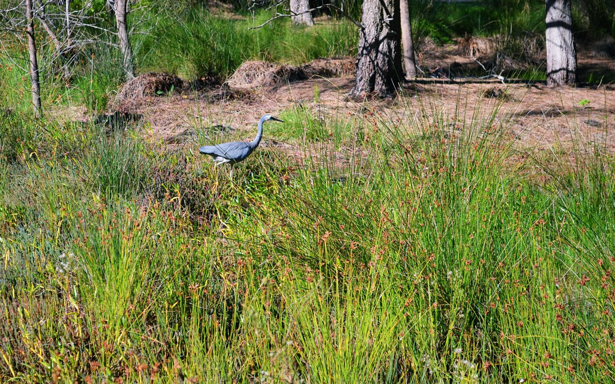 Its World Wetland Day today and the 50th of the signing of the Ramsar treaty to protect wetlands.                                                 
I'm calling for protection of these unique ecosystems! #WorldWetlandsDay, #RespectRamsar  @SussanLey, <a href="/BirdlifeOz/">BirdLife Australia</a> and <a href="/RamsarConv/">Convention on Wetlands</a>