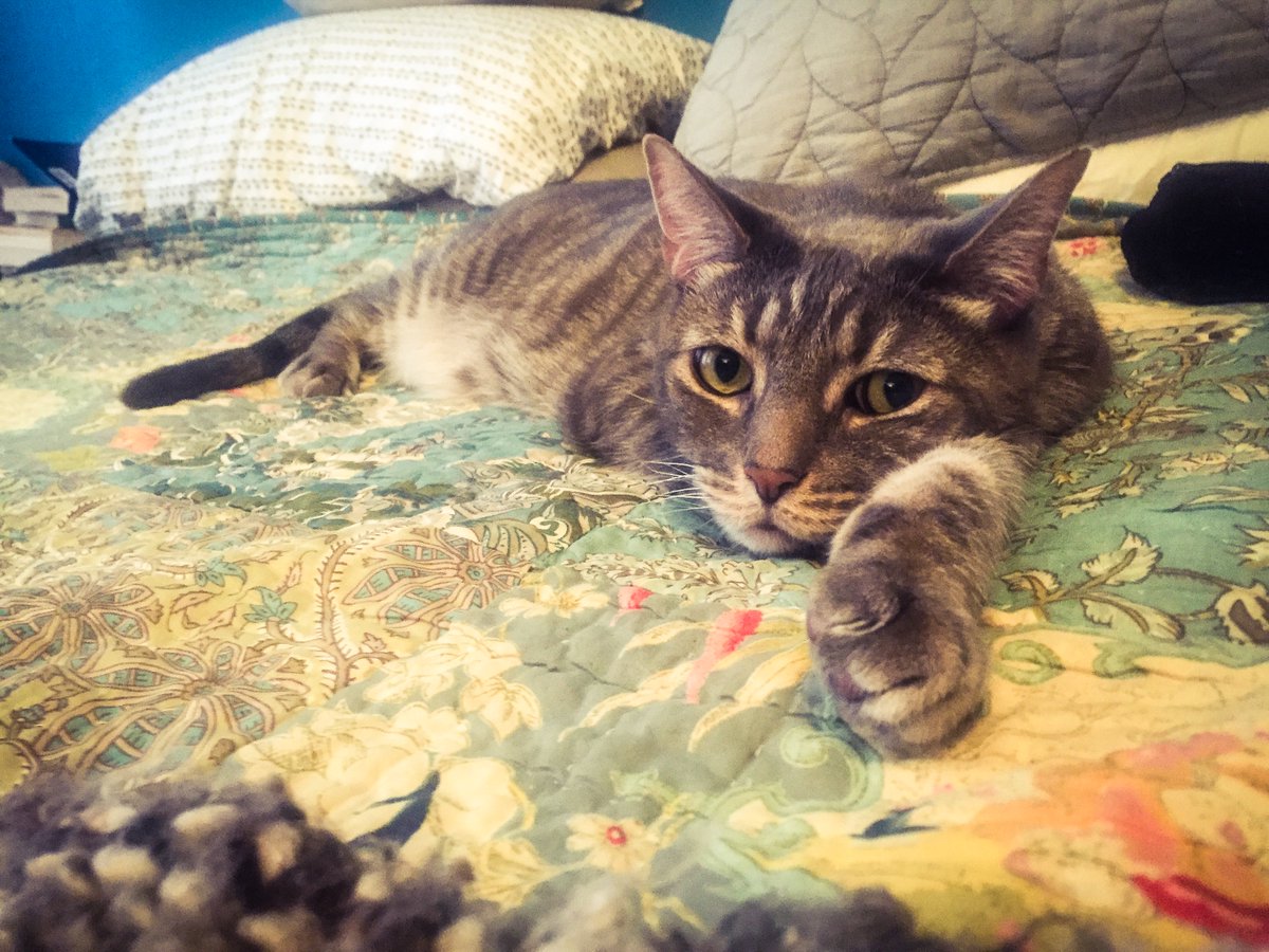 We were horrified.I’ll never forget what she said. “It’s OK. He’s just a scared little guy” First of all. Gus was really big. He could easily put his front paws up on the kitchen counter. And he was aggressive. He’d been a New York City street cat. 4/