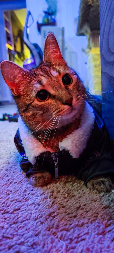 ODanicaRockwood's tweet image. Merlin in a bomber jacket. 

That's all. 

🥰