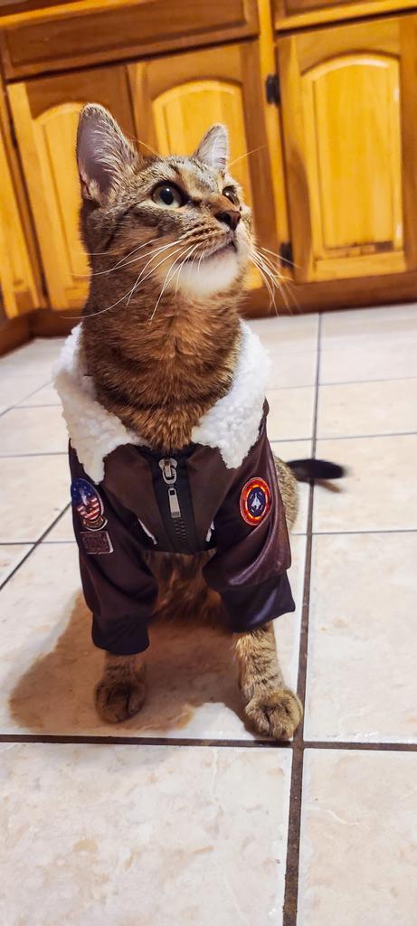 ODanicaRockwood's tweet image. Merlin in a bomber jacket. 

That's all. 

🥰