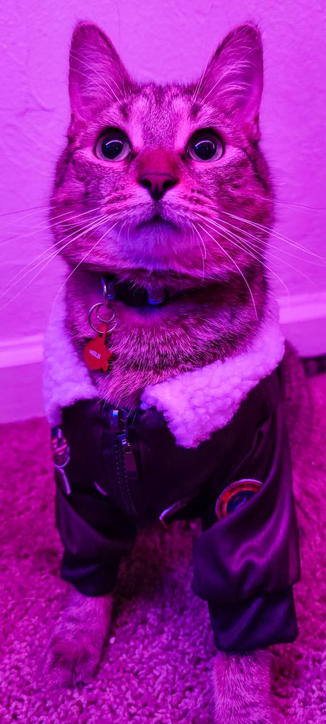 ODanicaRockwood's tweet image. Merlin in a bomber jacket. 

That's all. 

🥰