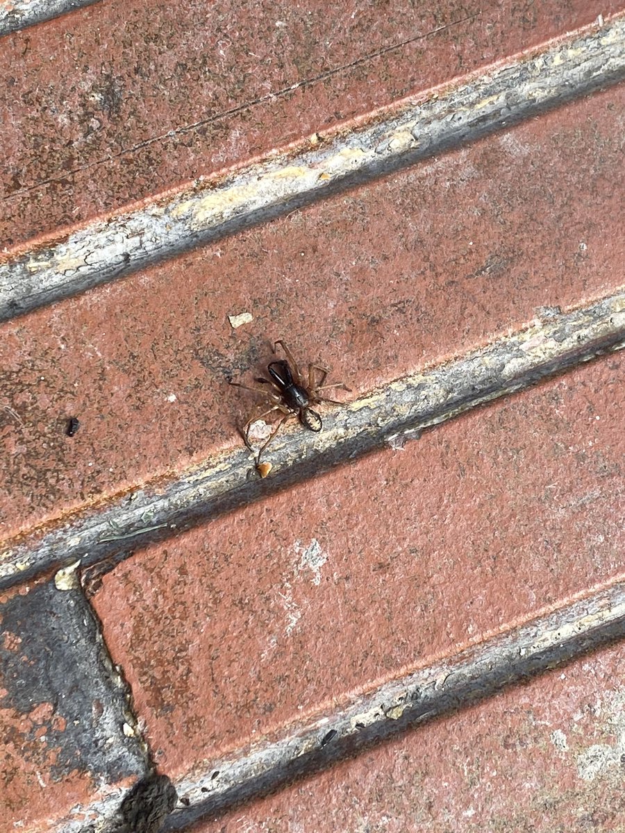 sanbernardi's tweet photo. @Arachno_Cosas hola! Oye que araña está? Coyoacán Cdmx gracias! https://t.co/7FE77vnqjG