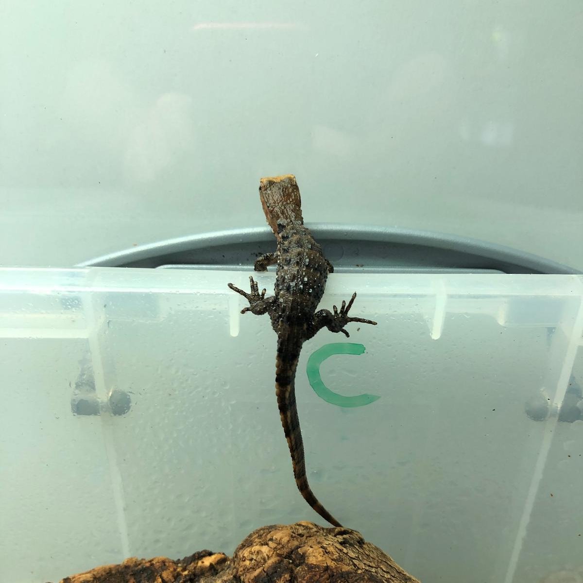 PaigntonZoo's tweet photo. We're kicking off February by sharing some reptile breeding success news... 🦎🤩

At the end of 2020, five teeny Chinese crocodile lizards were born at the zoo! The species is endangered and experts believe that there may be less than 1000 of these lizards left in the wild today. https://t.co/8J43UTkQZB