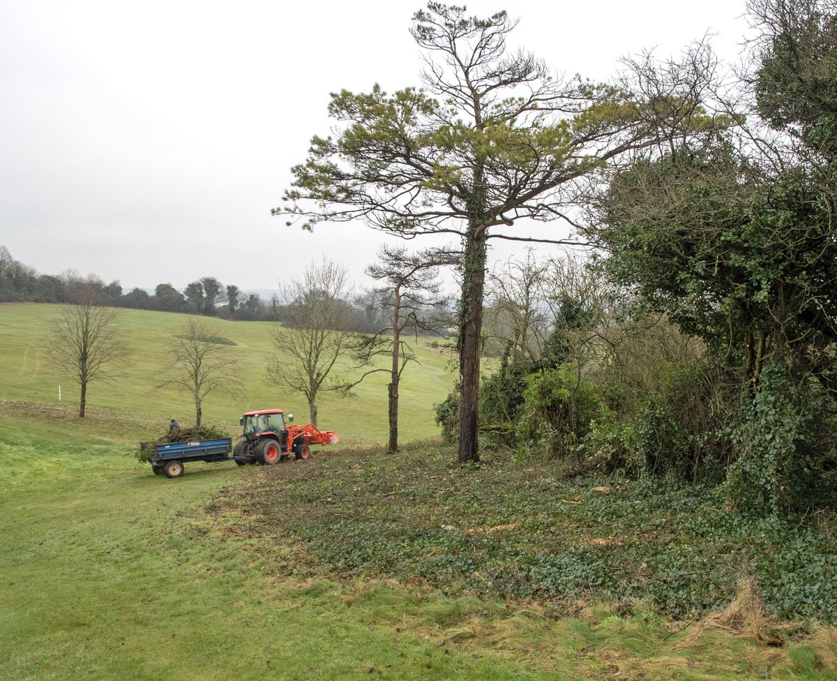 Scrub removal along 12th, 14th, 15th holes. Rediscovering views over 5 different counties & pronouncing trees which were unseen #dunstabledowns #golf #woodlandmanagement #winter #downland #greenkeeper ⛳️