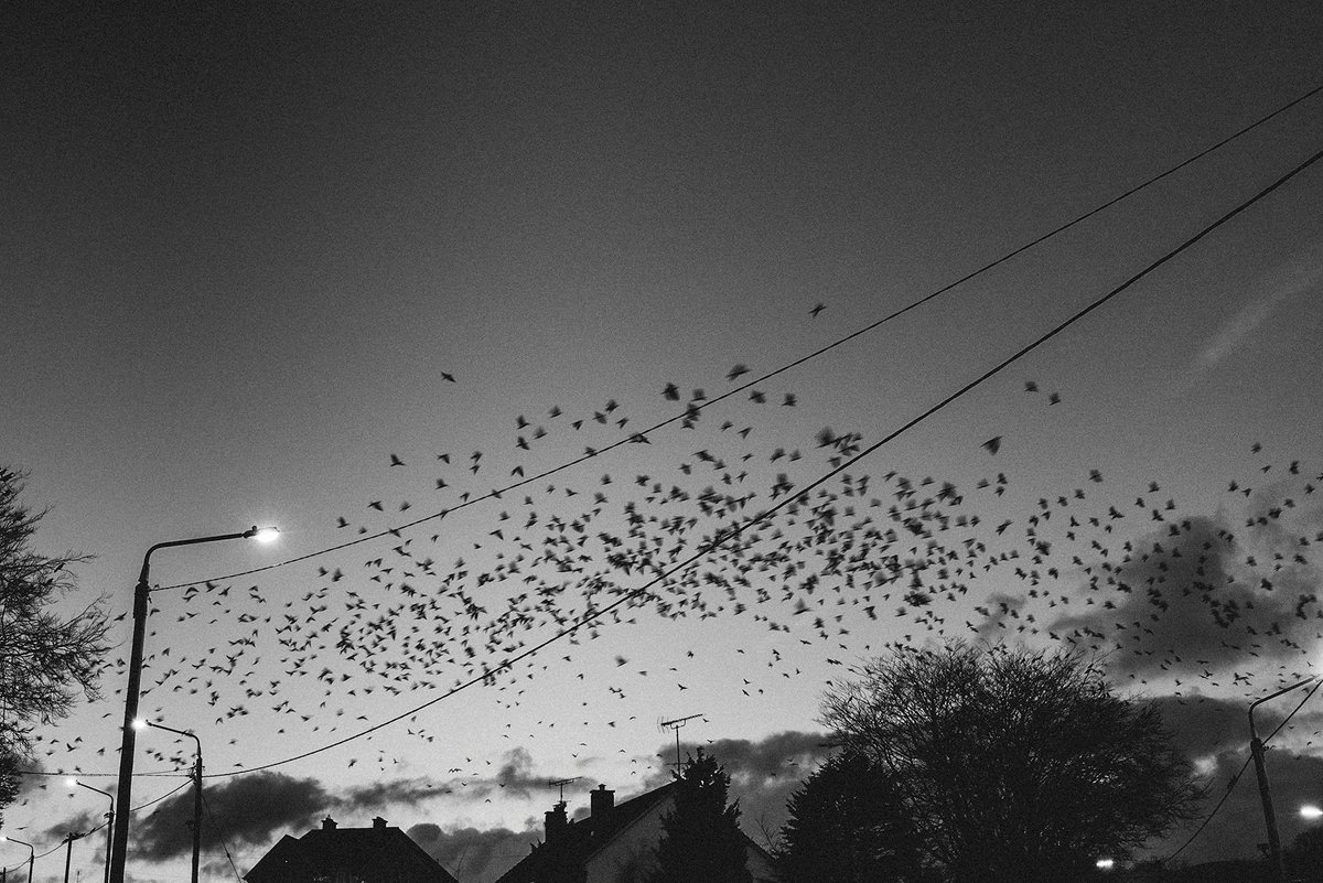 5 Steps to Get Started with SEO for Wedding Photographers photosligo.com/seo-for-weddin…