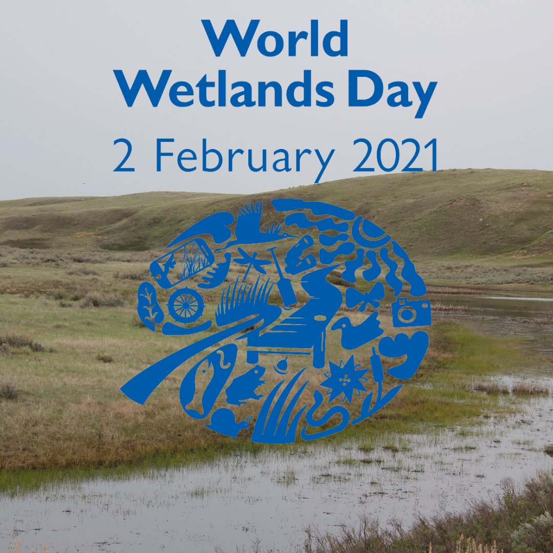 Other than being an important habitat on the prairies, wetlands are important to filter water, store water, help with reducing floods and providing freshwater for wildlife and people!  They need to be conserved and protected! #WorldWetlandsDay #WetlandsandWater