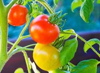 No need to disrupt the entire winemaking process to win small thiol increases.
Read more on <a href="/WineLandSA/">WineLand Media</a>  wineland.co.za/do-smaller-thi…

BY CARIEN COETZEE, MATIJA LESKOVIC, JEANNE BRAND &amp; WESSEL DU TOIT

📸 - Pixnio

#SauvignonBlancSA #Harvest2021 #WineMaking