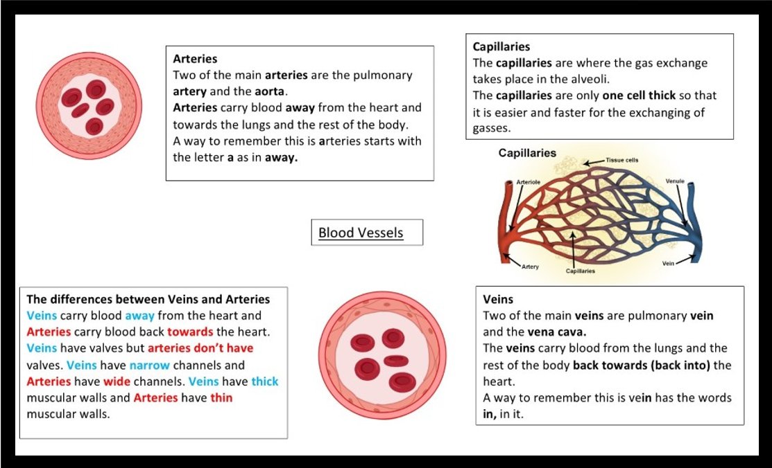 Sci_BHS's tweet image. The S2s are becoming more and more an expert on the human body with the next installment: our blood vessels. 

This an example of one of the summary posters produced to show the main differences between the three different blood vessels🩸