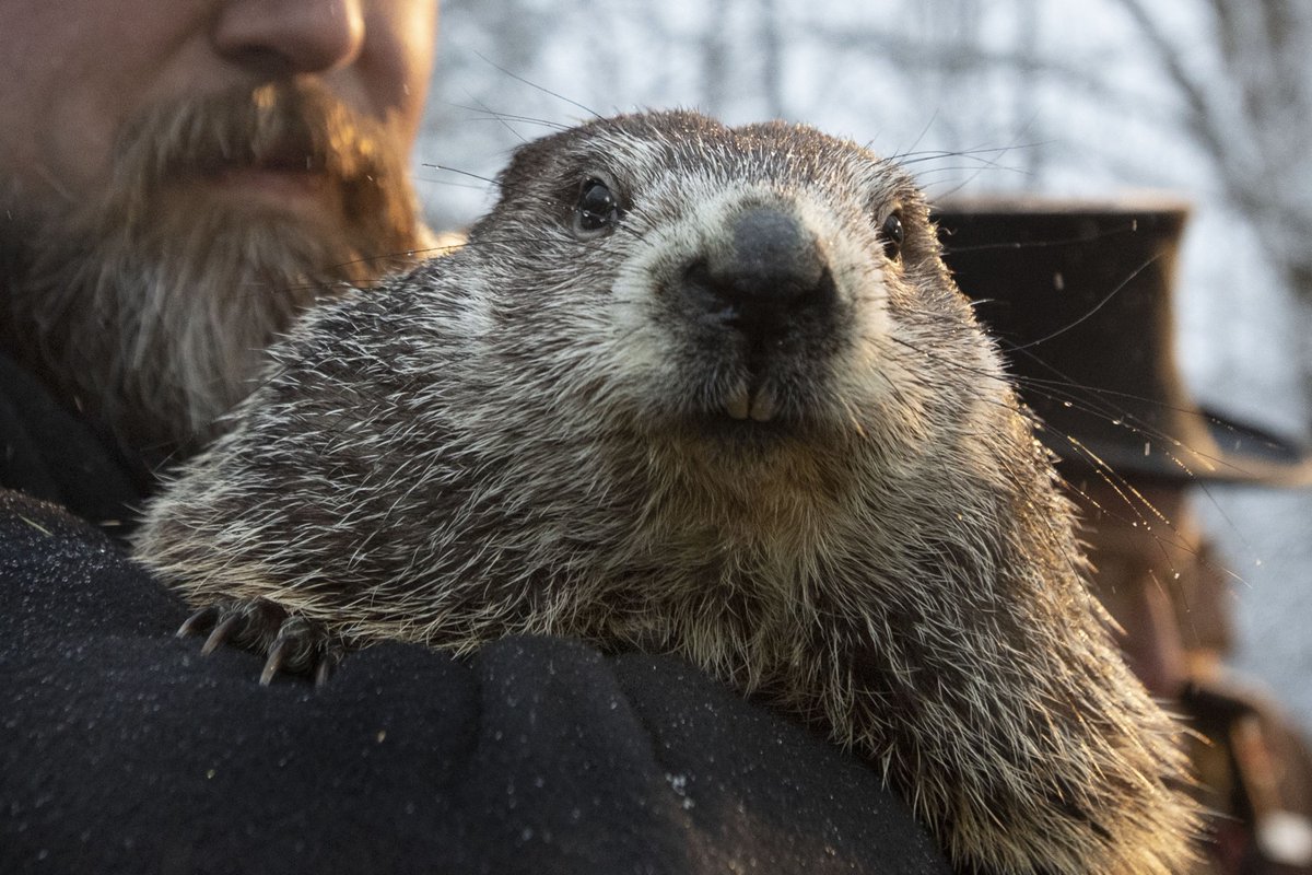OB1Insurance's tweet image. Tomorrow is National Groundhog Day. Do you think Punxsutawney Phil will see his shadow? 👤

Comment your guess below!