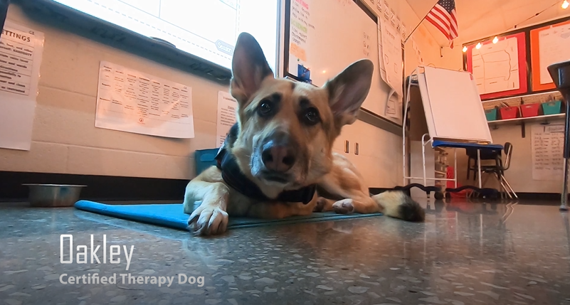 The newest addition at <a href="/MallinsonISD/">Abraham Mallinson</a> is spreading smiles with each wag of his tail. Listen as third grade teacher Lizzy Ogle shares about the special moments and the powerful relationships between Oakley and her #isdstrong students here: ow.ly/6aiW50DnYh9