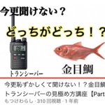 思わず見てしまう？金目鯛とトランシーバーの見極め方講座!