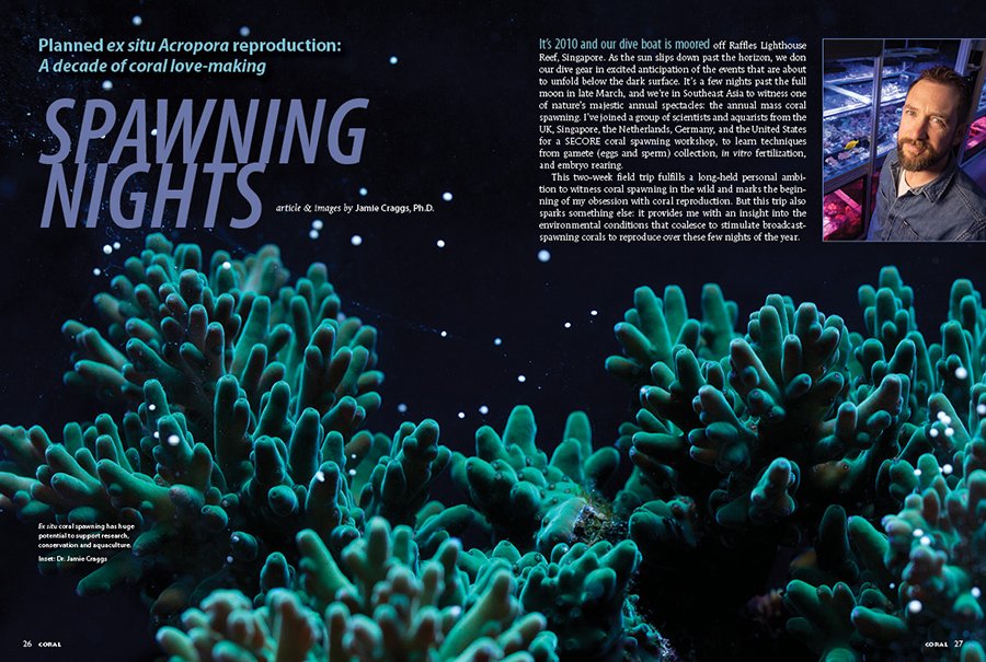 CORALmagazine's tweet photo. #CORALmagazine #InsideLook: Spawning Nights: Dr. Jamie Craggs reflects on a decade of planned ex-situ #Acropora breeding at the Horniman Museum and Gardens, and also now in a home system with his wife and children involved!
#coral #coralsex #coralreproduction #coralspawn https://t.co/jFxiSnaPvW