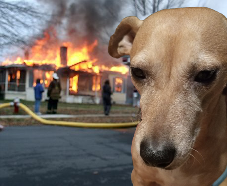doppita's tweet photo. I cani dei miei amici sono divertenti, ma Photoshop può fare ancora tanto. #disasterdog https://t.co/fkCXl7iXS6