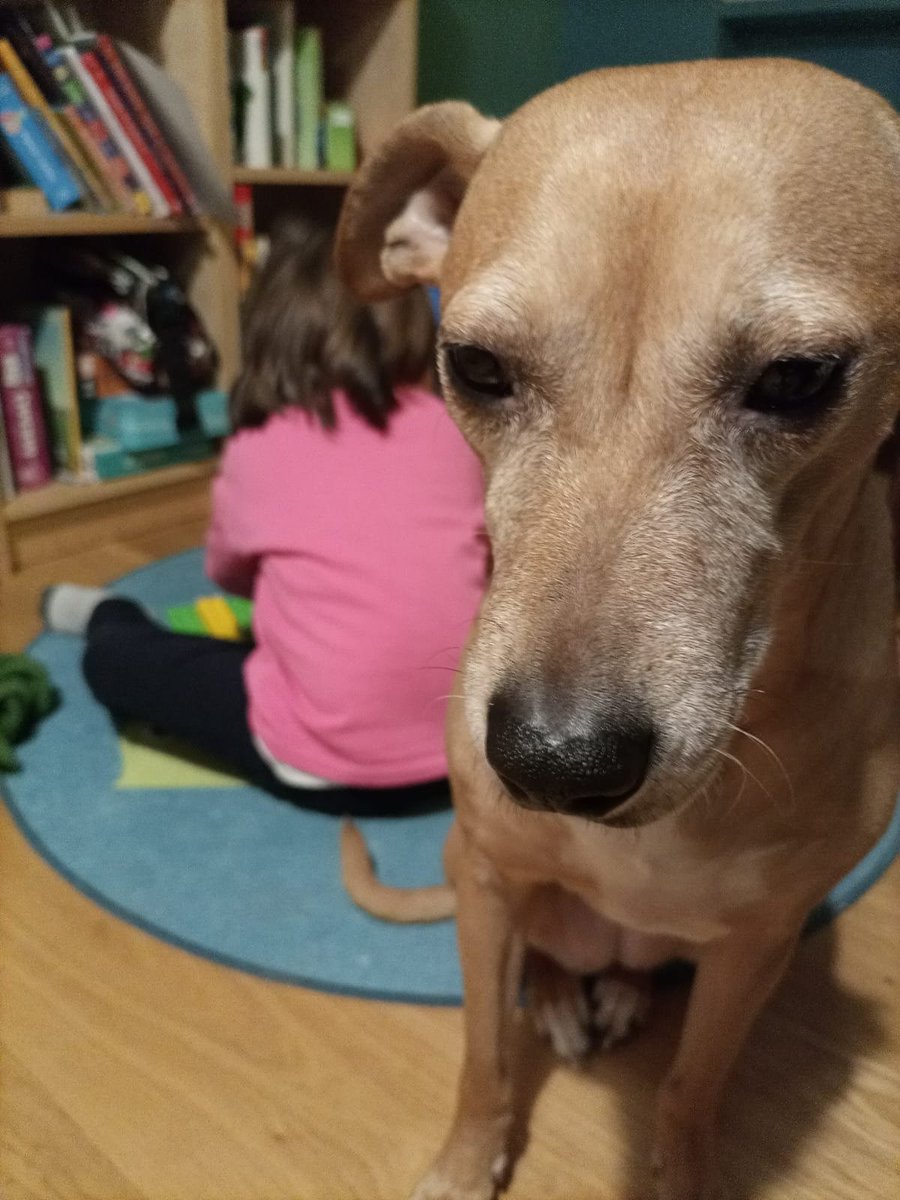 doppita's tweet photo. I cani dei miei amici sono divertenti, ma Photoshop può fare ancora tanto. #disasterdog https://t.co/fkCXl7iXS6