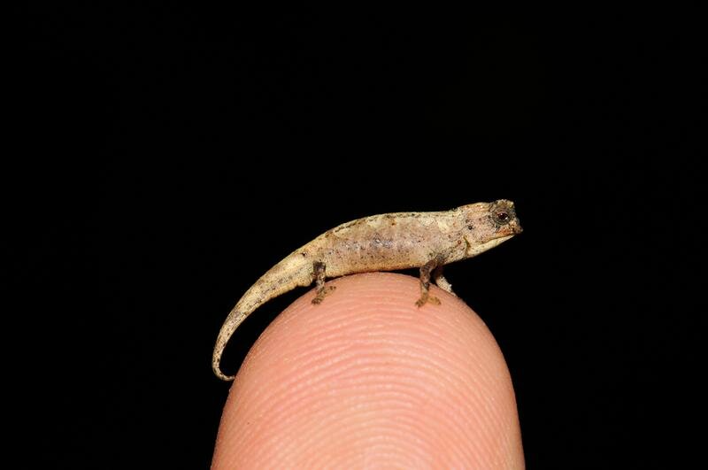 bigthink's tweet photo. Researchers have discovered what may be the world's smallest reptile. This micro chameleon species (Brookesia nana) was found in northern Madagascar and is only 22mm long from its snout to the tip of its tail. 📸 Frank Glaw https://t.co/h3D3zbicXP