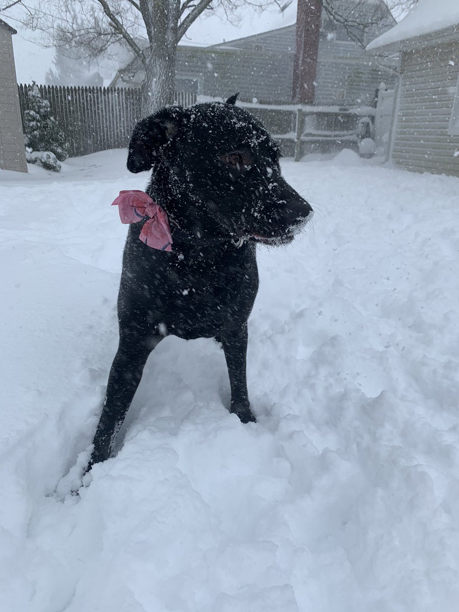 Snowy days are full of magic!! I hope everyone is enjoying the magic a snow day brings... time with the ones we love, hot chocolate, snow angels, warm fires, and LOTS of snowflake kisses! ❄️💙 Charli and I are having a blast!!! Stay safe everyone!