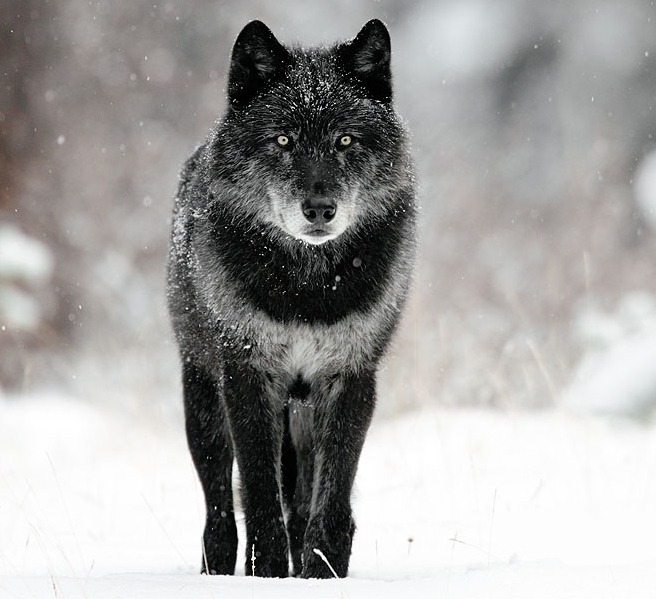 HourlyWolves presents: