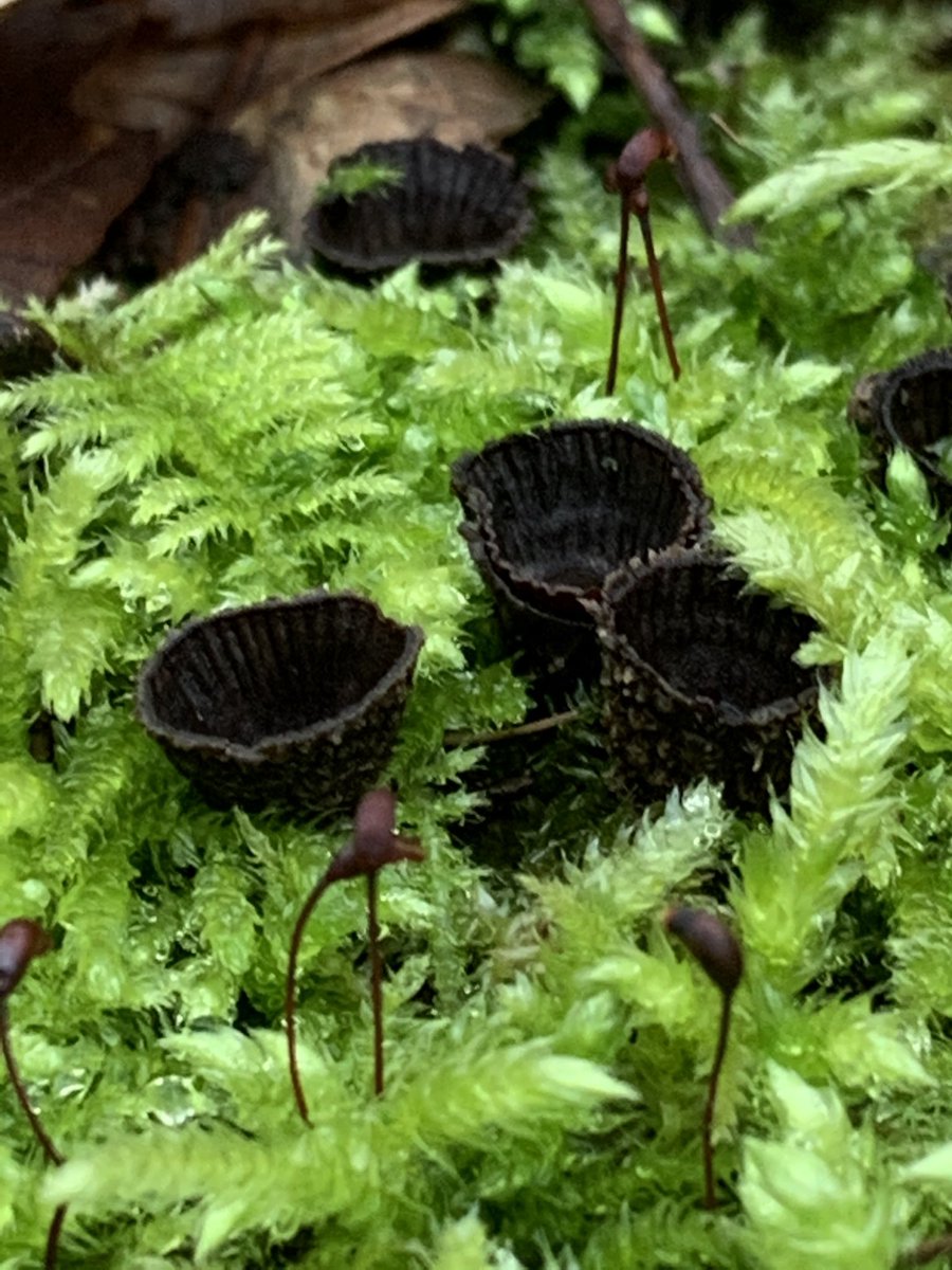 Here’s the remains of some Bird’s nest #fungi some sitting on top the tree stump with one egg remaining and a few others mingling with the mosses