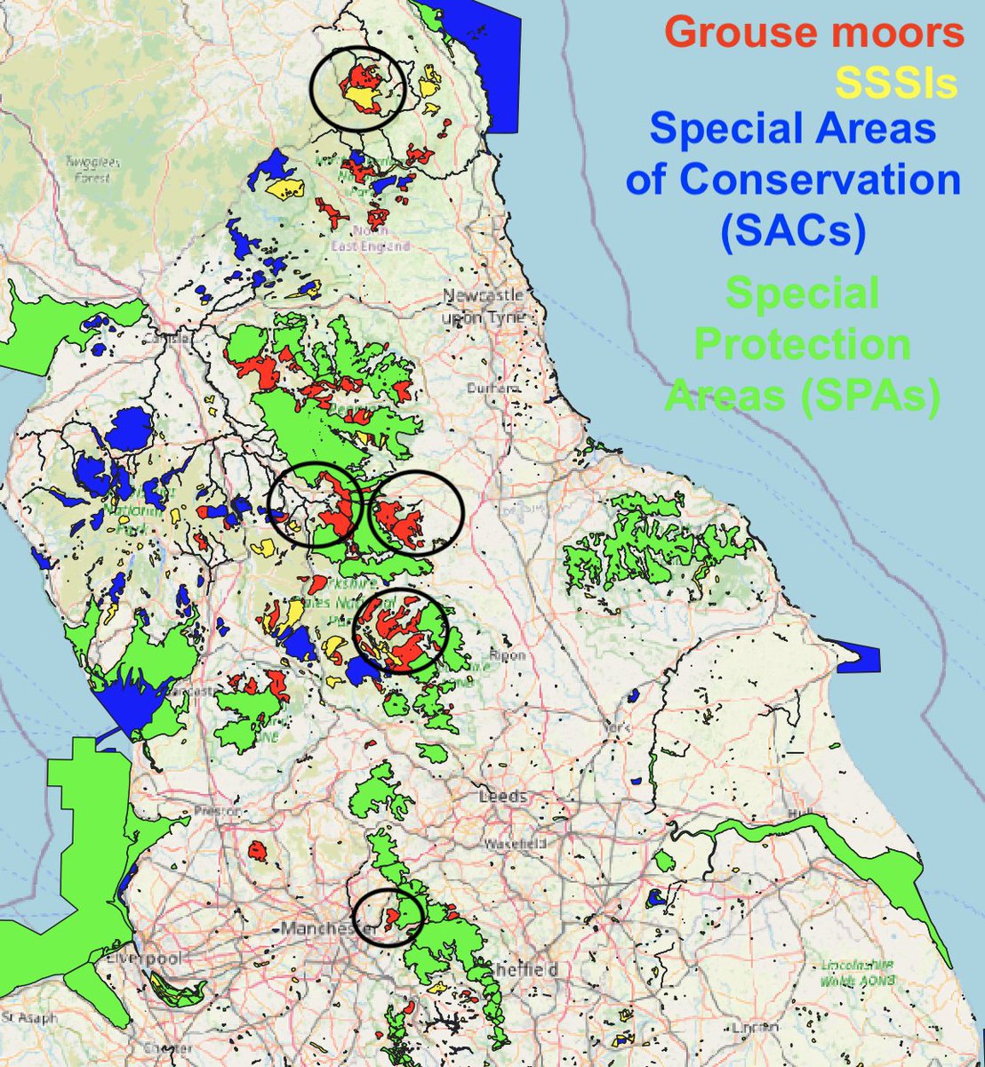 (4/n) Outside of the North York Moors, there are also a number of other grouse moor estates that look like they could escape the Govt's burning ban - because they're not designated as SSSIs / SACs / SPAs. This is despite them still containing lots of carbon-rich peat.