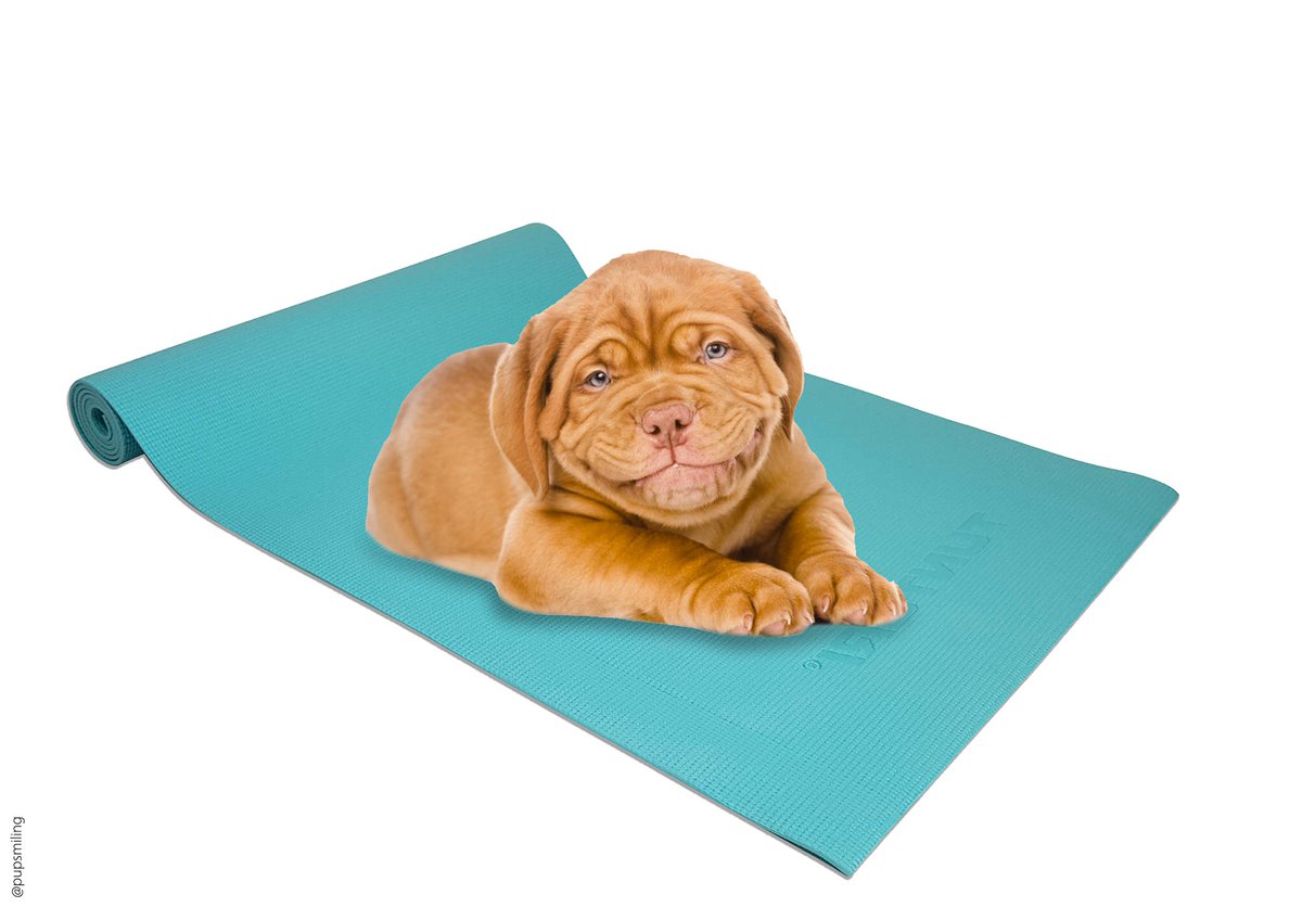Practicing my downward dog. <a href="/OneMinuteBriefs/">One Minute Briefs ⏱️</a> #yogamats